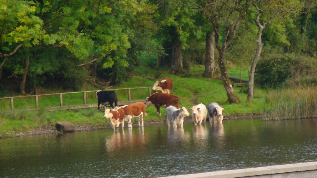 Photo of Others in Enniskillen