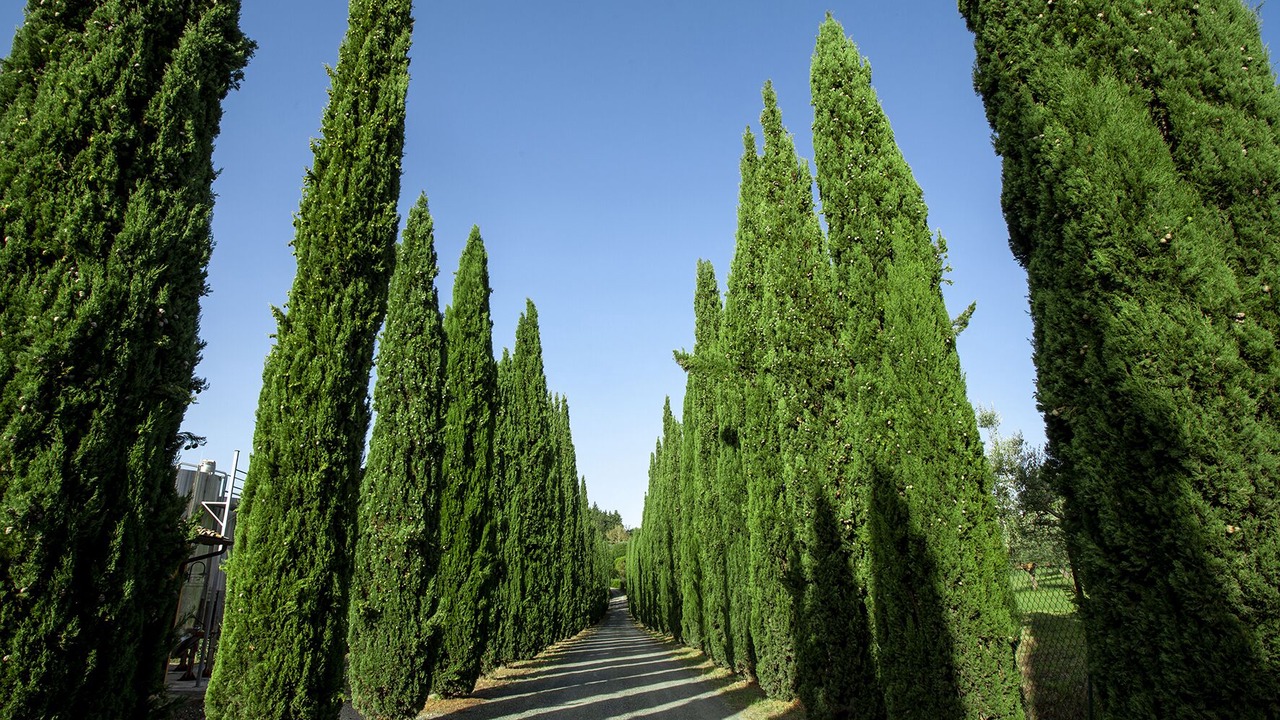 Photo of Outdoor in Montespertoli