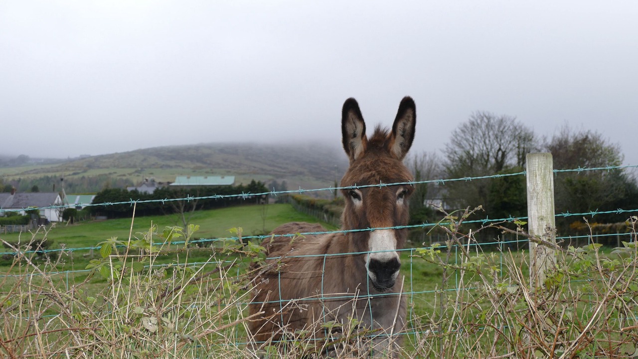 Photo of Others in Kilkeel