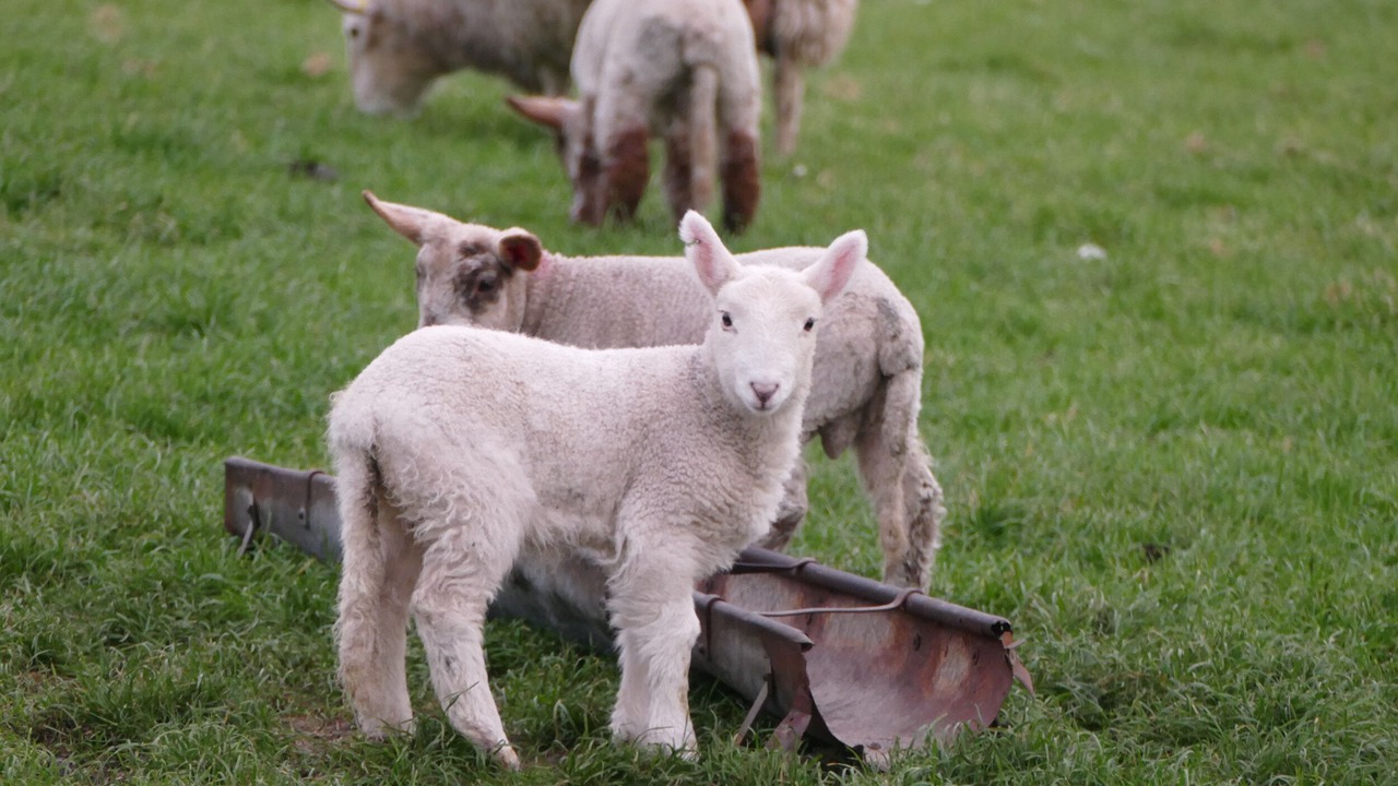 Photo of Others in Kilkeel