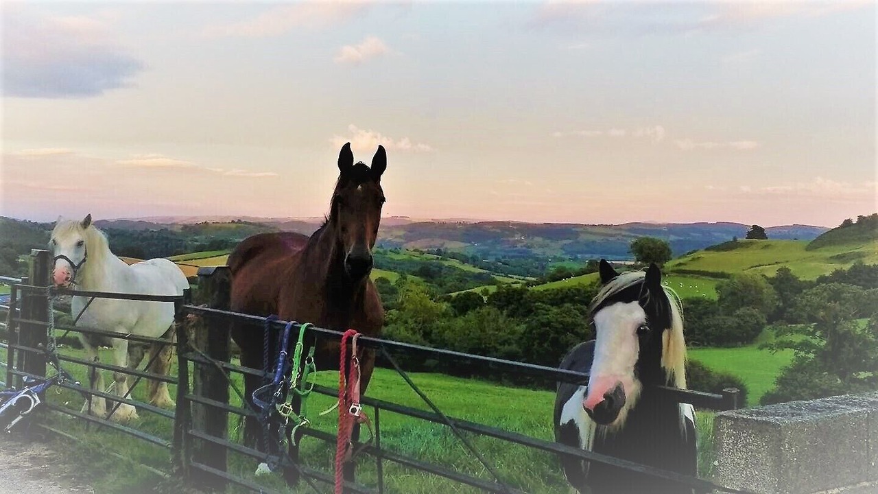 Photo of Outdoor in Llanfyllin