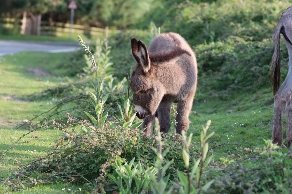 Photo of Outdoor in New Forest District