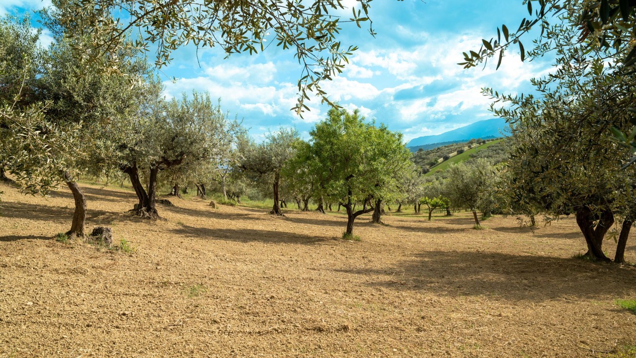 Photo of Others in Collecorvino