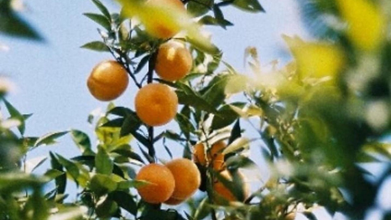 Photo of Others in Zaouia Sidi Rhalem