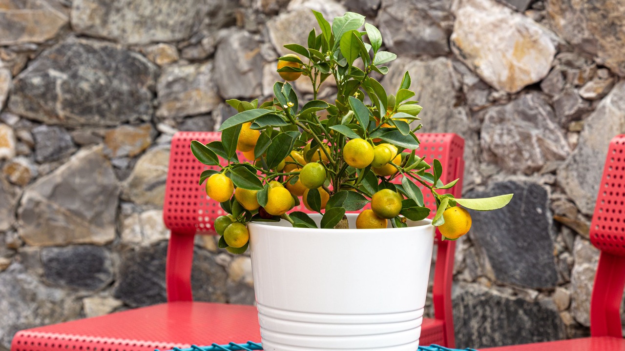 Photo of Outdoor in Levanto
