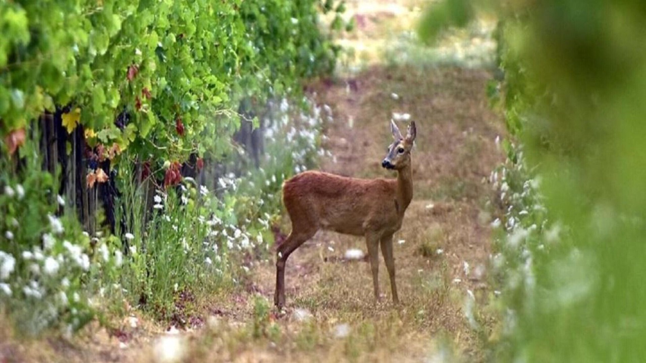 Photo of Others in Greve in Chianti