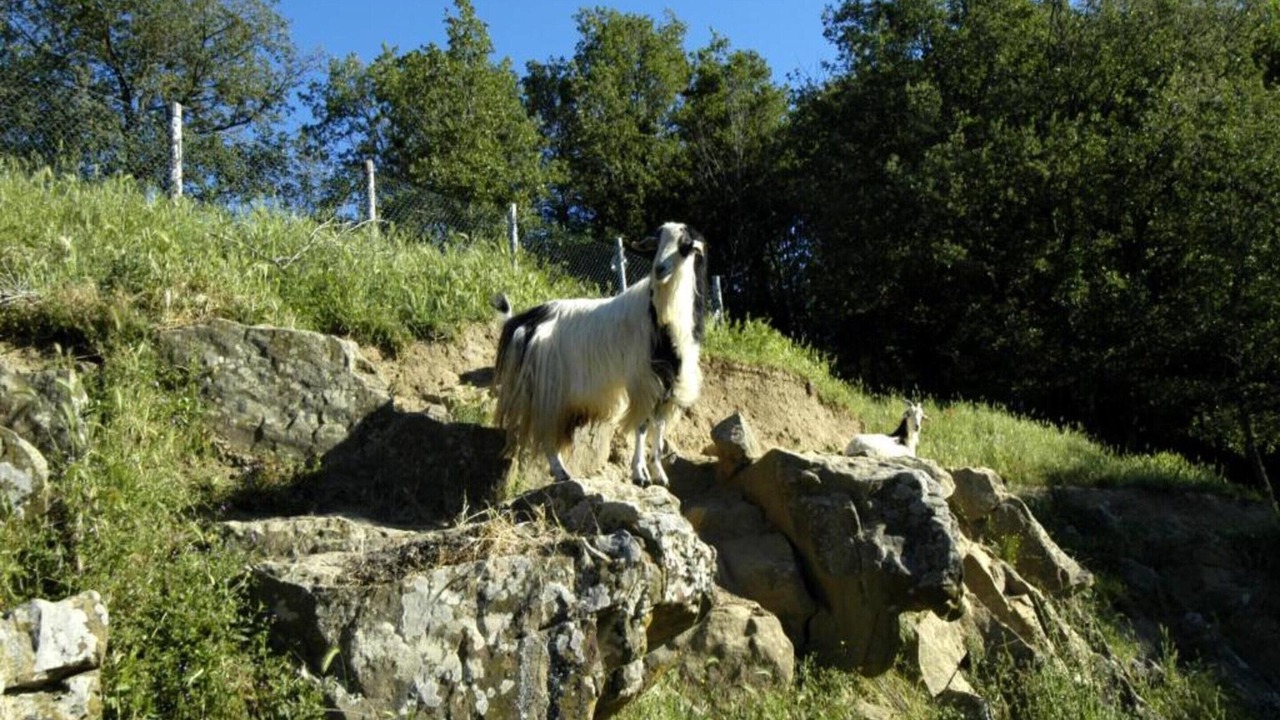 Photo of Others in Greve in Chianti