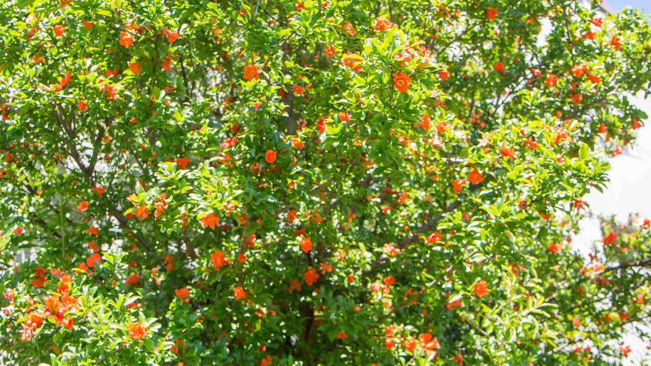 Photo of Outdoor in Massino Visconti