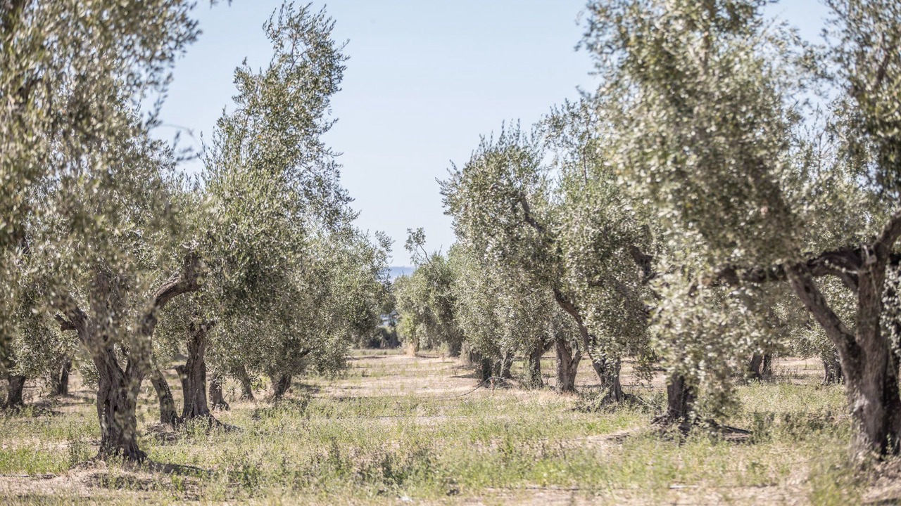 Photo of Outdoor in Vetralla