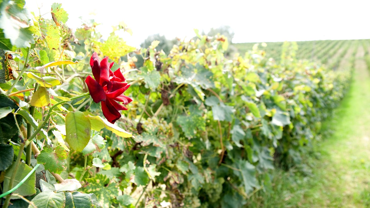 Photo of Outdoor in Toiano