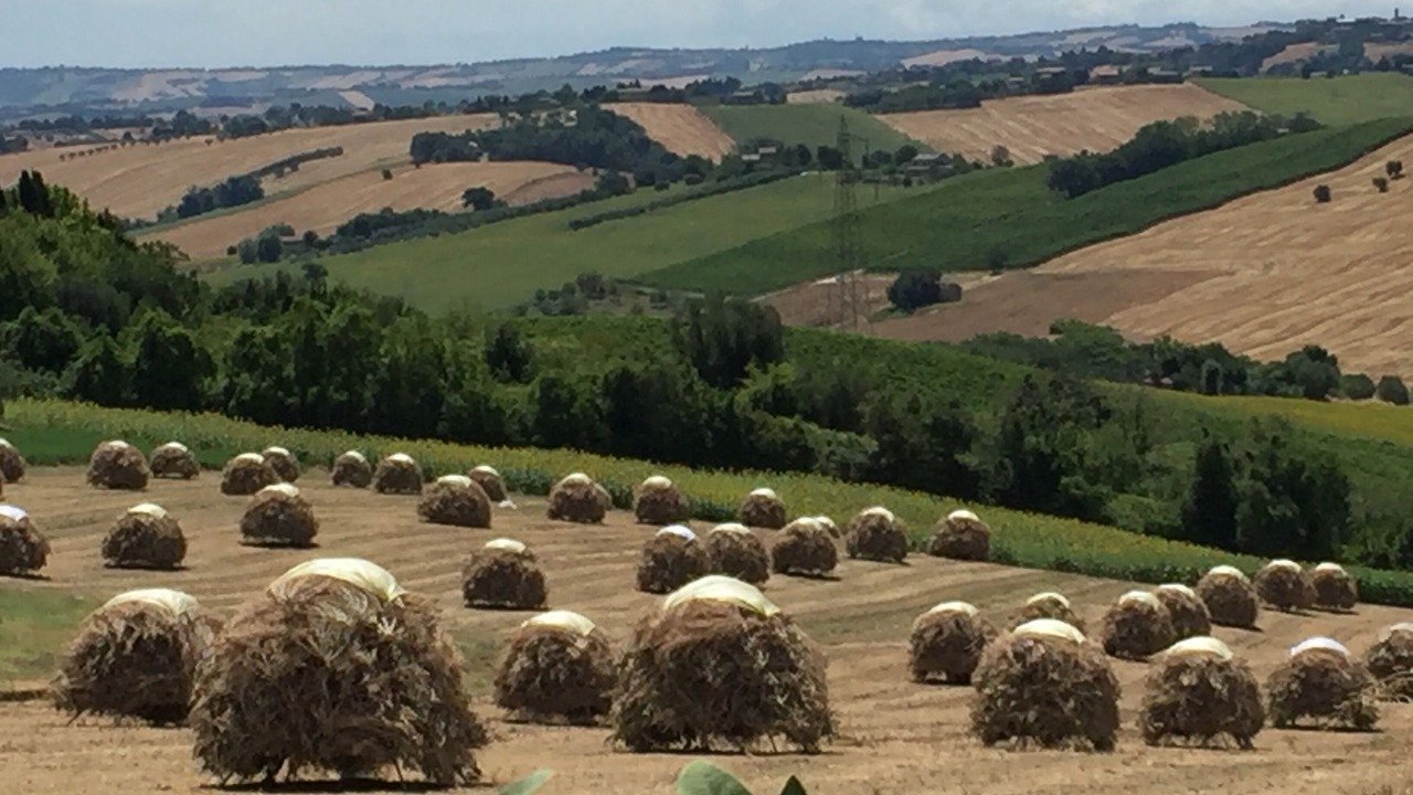 Photo of Others in San Marcello