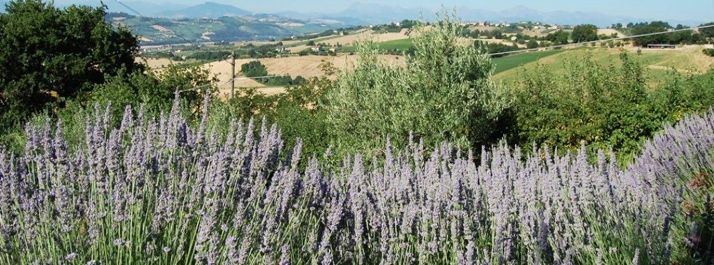 Photo of Others in Monterubbiano