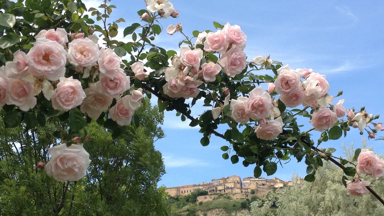 Photo of Outdoor in Monterubbiano
