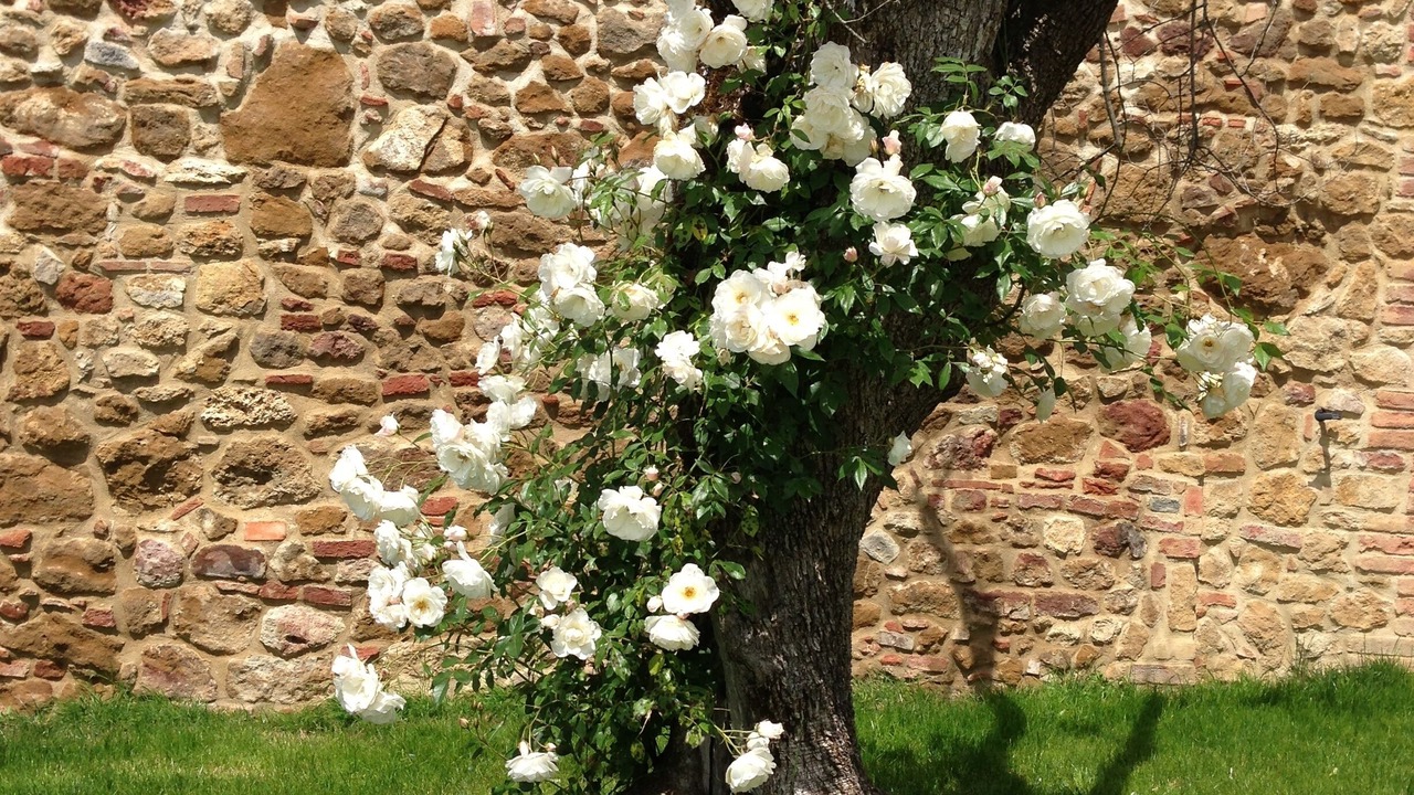 Photo of Outdoor in Trequanda