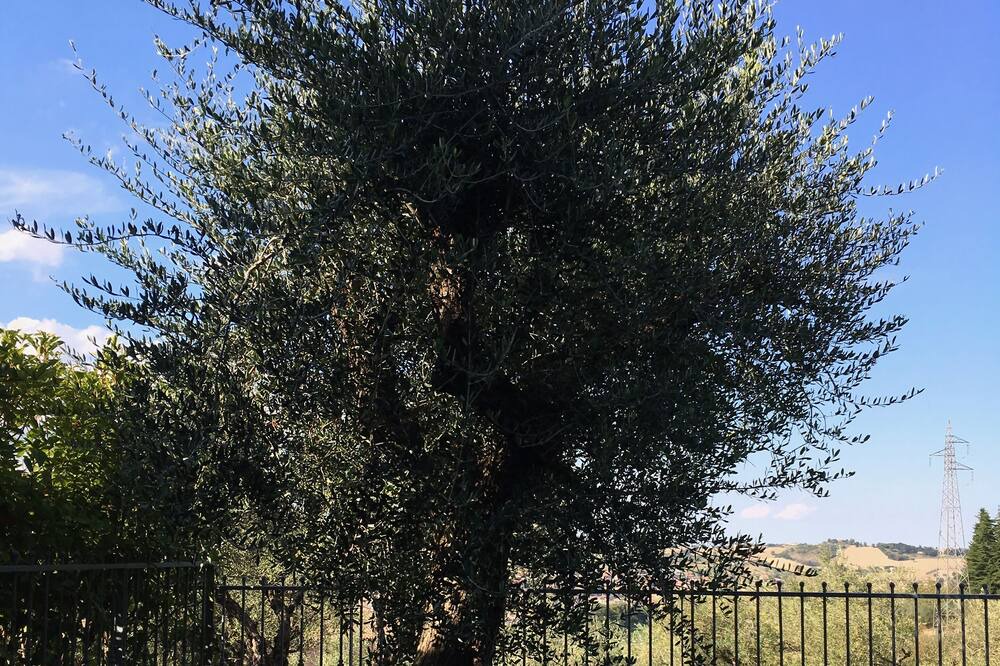 Photo of Outdoor in Tolentino