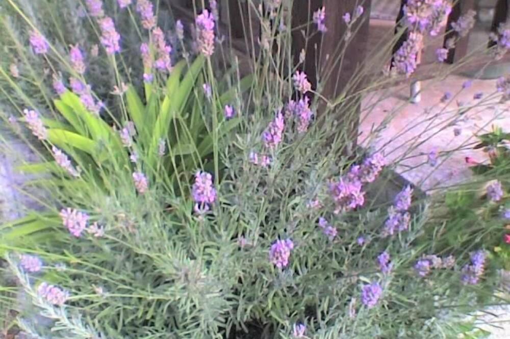Photo of Outdoor in Noale