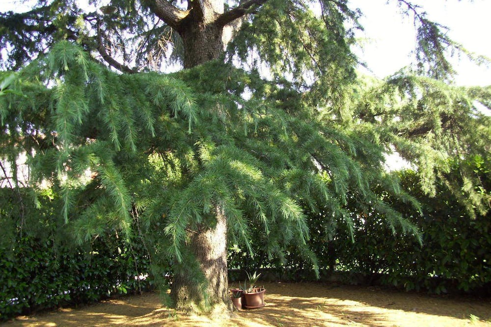 Photo of Outdoor in Noale