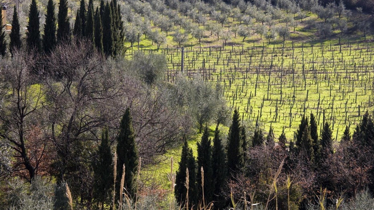 Photo of Outdoor in Saturnana