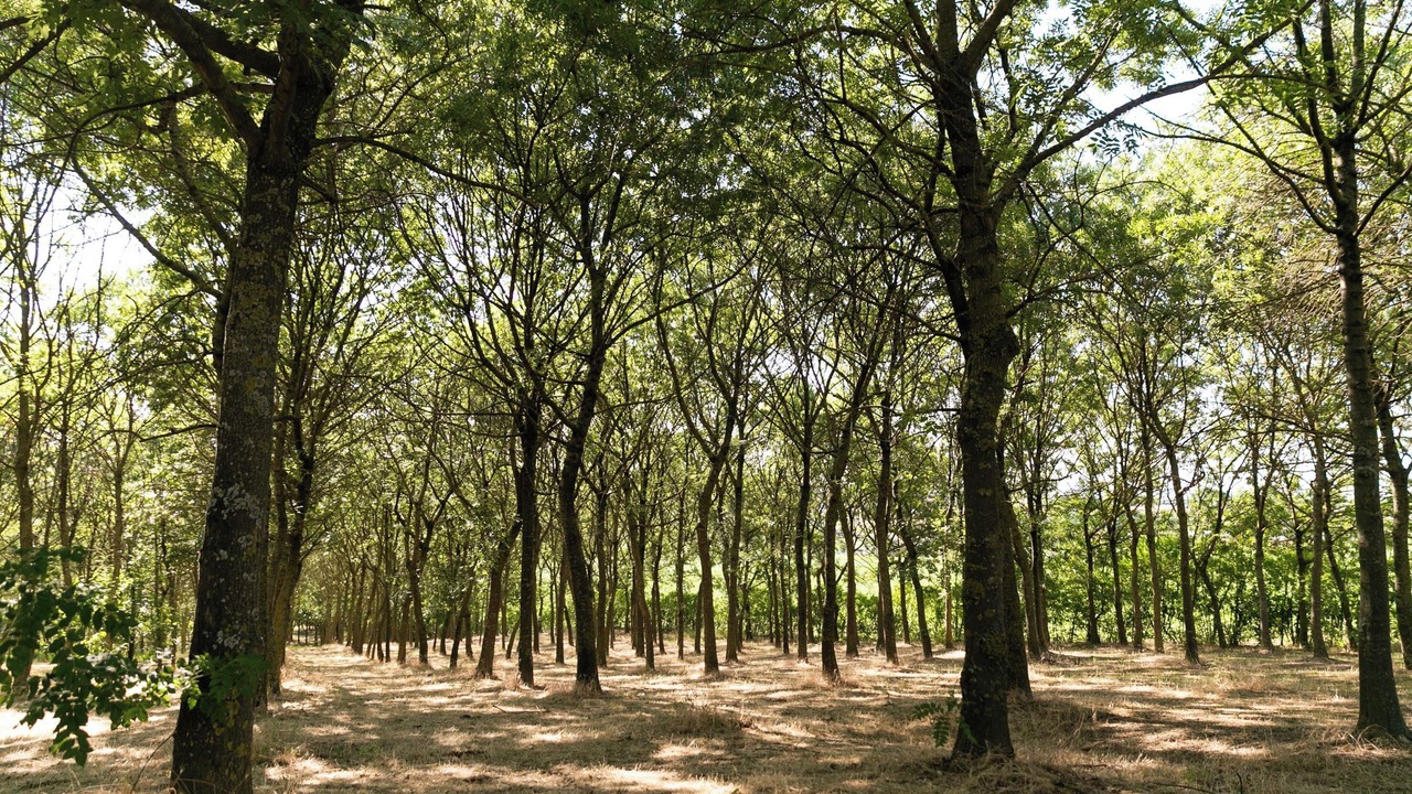 Photo of Outdoor in Coriano