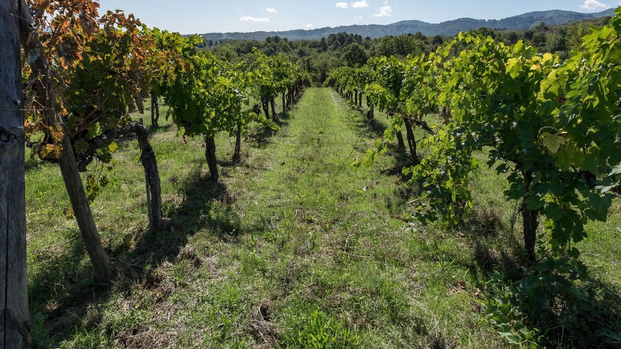 Photo of Outdoor in Cavriglia