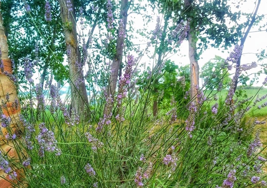 Photo of Outdoor in Servigliano