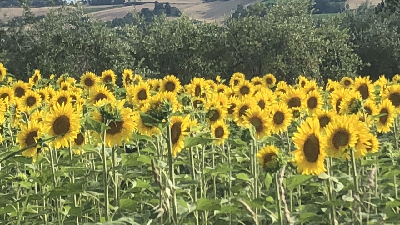 Photo of Outdoor in Montelparo
