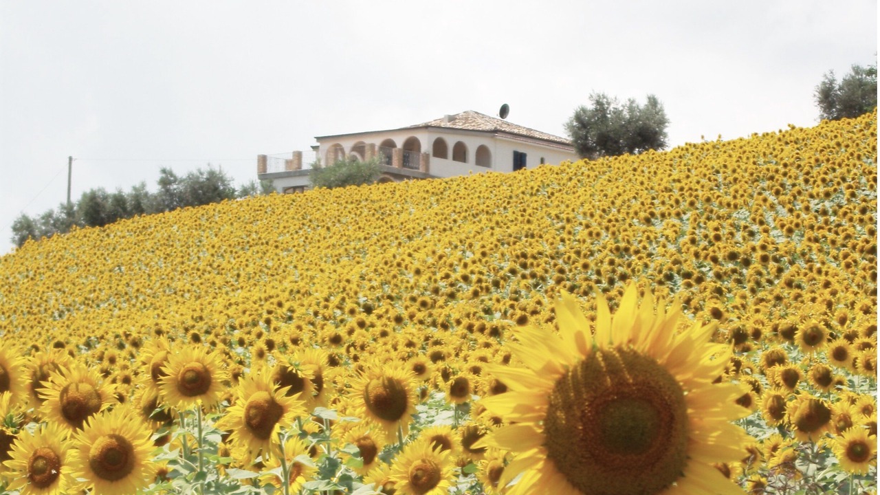 Photo of Outdoor in Marciano