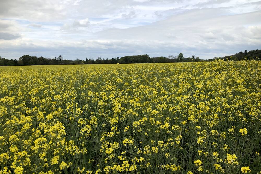 Photo of Outdoor in Chipping Norton