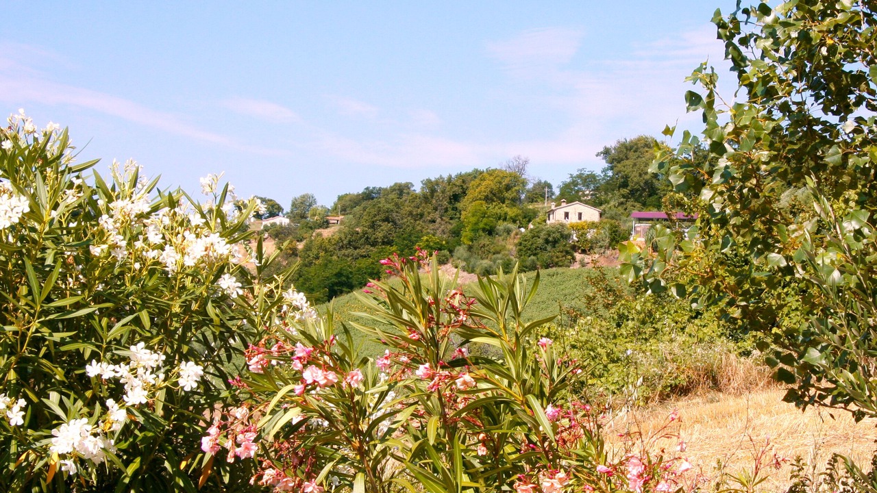 Photo of Outdoor in Fratte Rosa