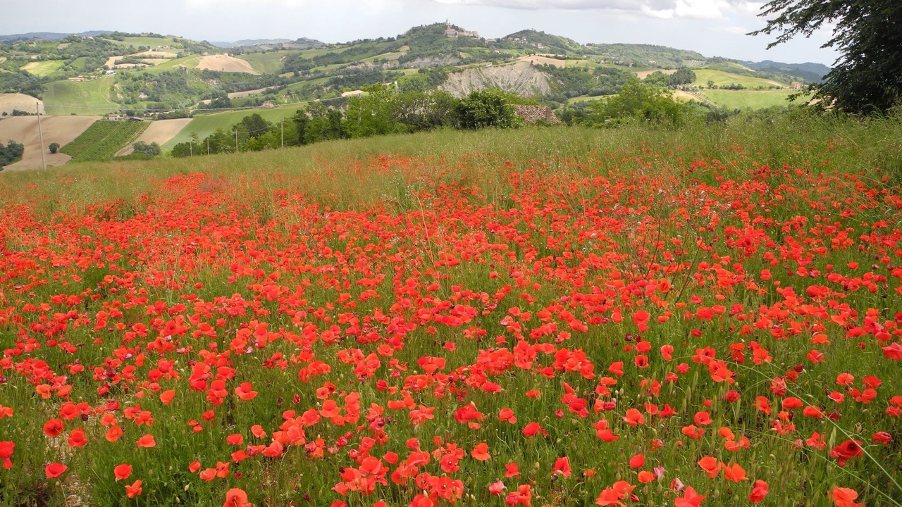 Photo of Outdoor in Montelparo