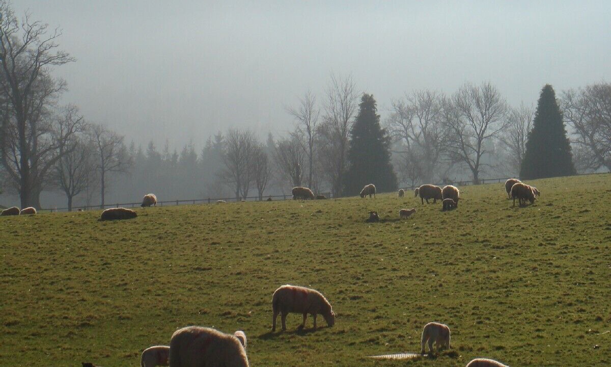 Photo of Others in Bryansford