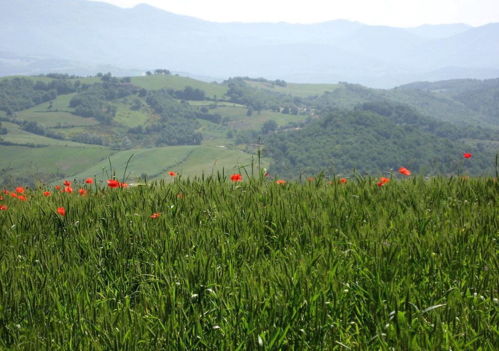 Photo of Outdoor in Caprese Michelangelo