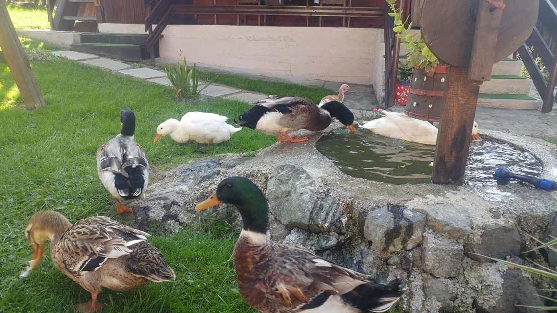 Photo of Others in Vitasi
