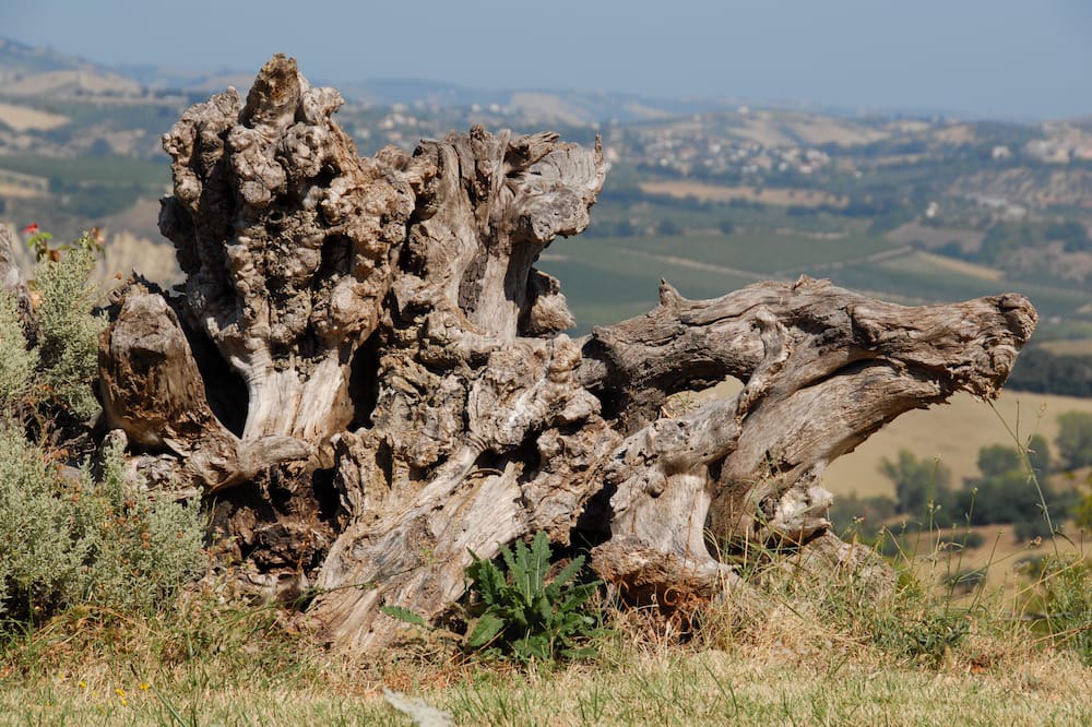 Photo of Outdoor in Marciano