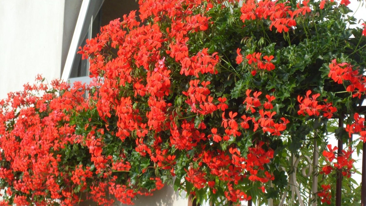 Photo of Outdoor in Bognanco