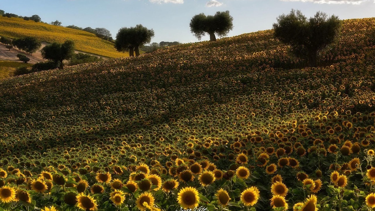Photo of Others in Macerata