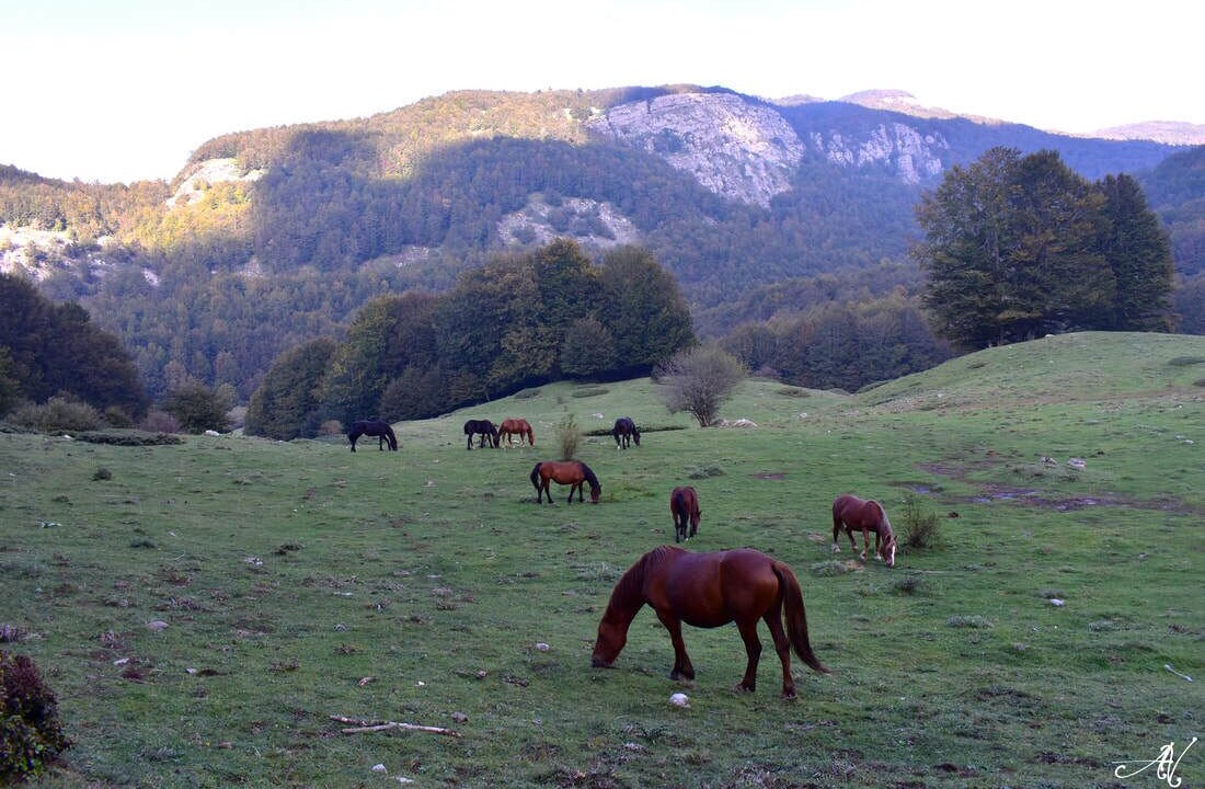 Photo of Others in Noepoli