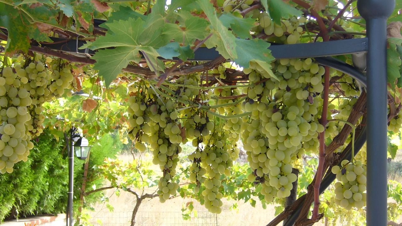 Photo of Outdoor in Crispiano