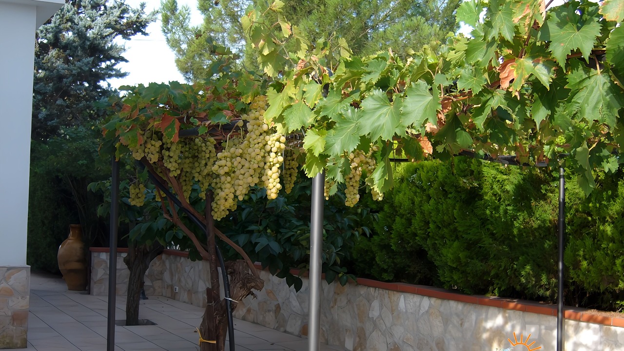 Photo of Outdoor in Crispiano