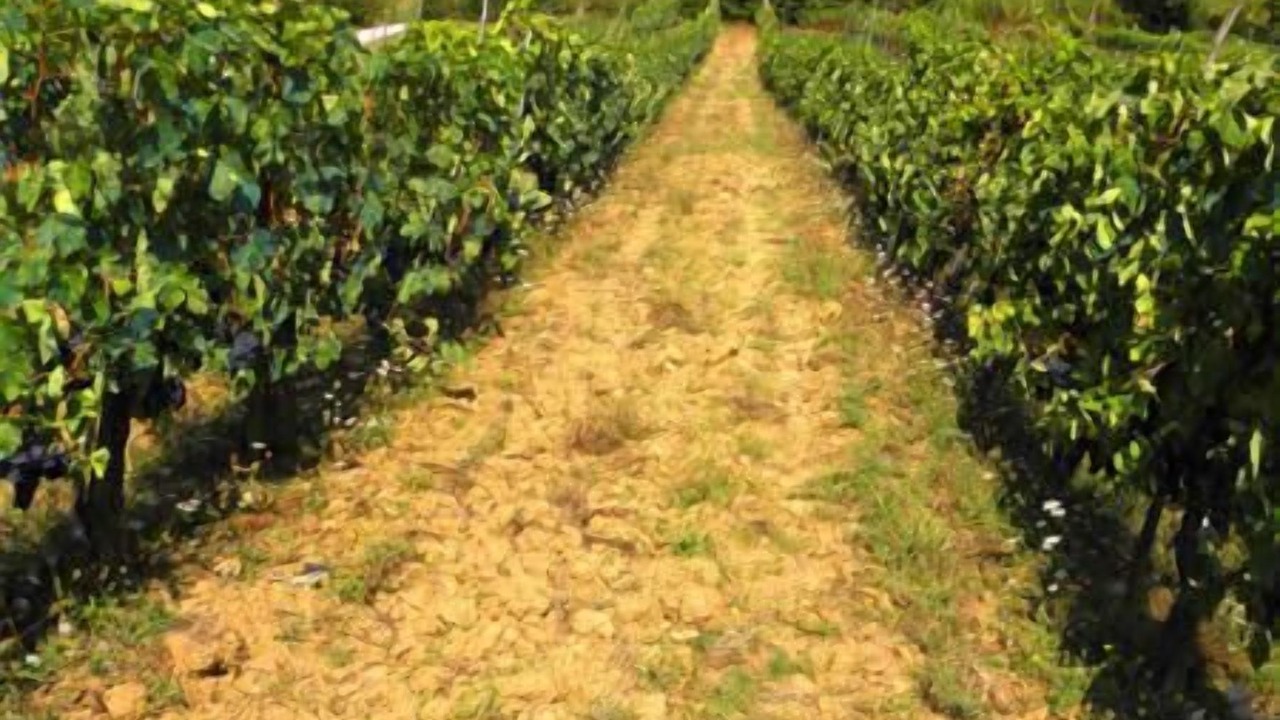 Photo of Outdoor in Nerbisci