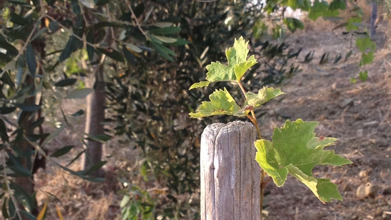 Photo of Outdoor in Agropoli