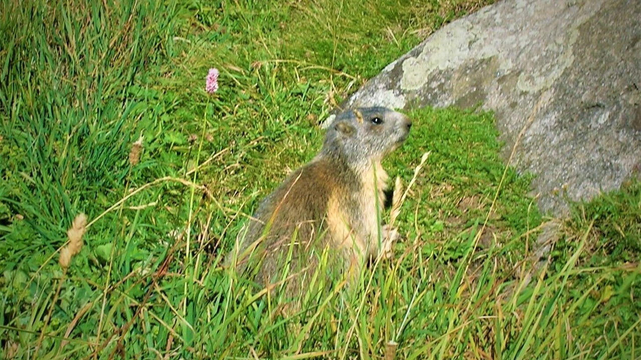 Photo of Others in Cogne