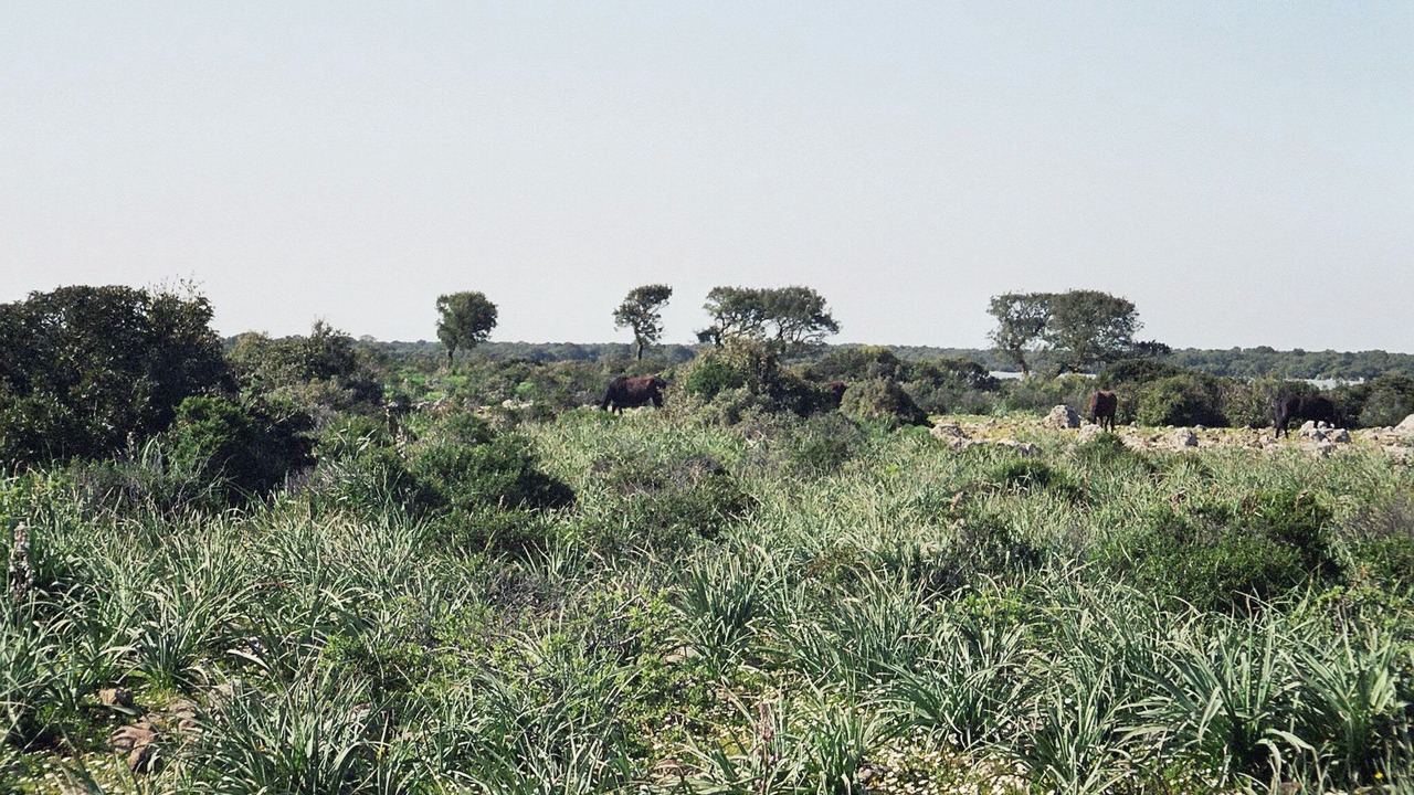 Photo of Others in Iglesias