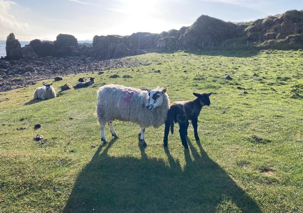 Photo of Outdoor in Dunseverick