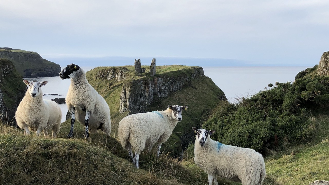 Photo of Others in Dunseverick