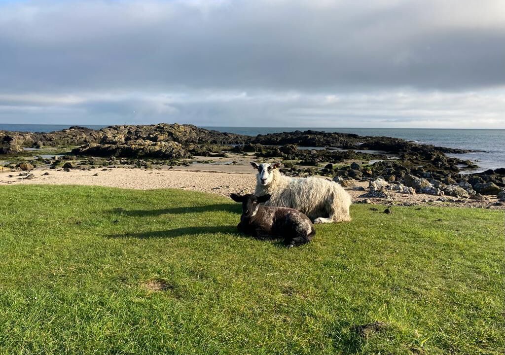 Photo of Others in Dunseverick