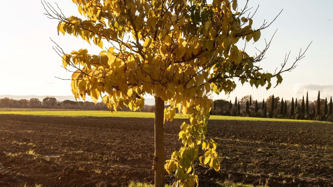 Photo of Outdoor in Battifolle