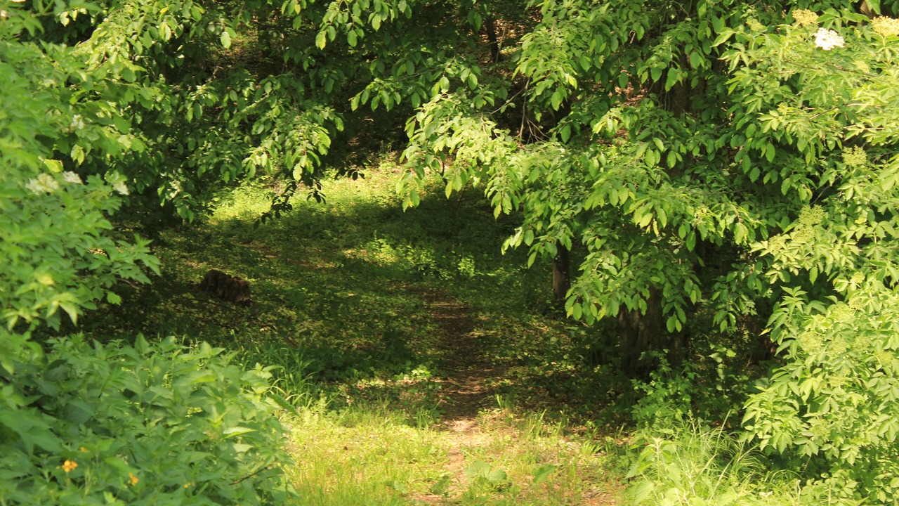 Photo of Outdoor in Petrovaradin