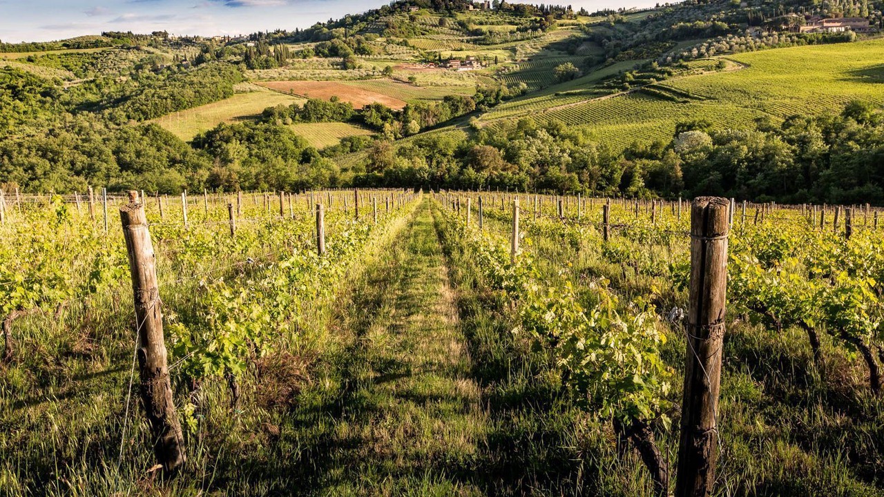 Photo of Others in Greve in Chianti