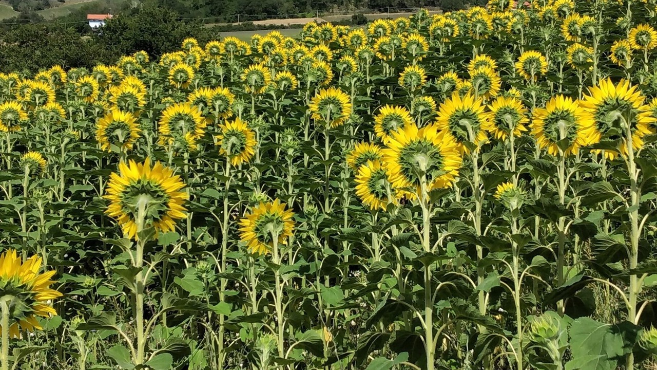 Photo of Others in Cagli